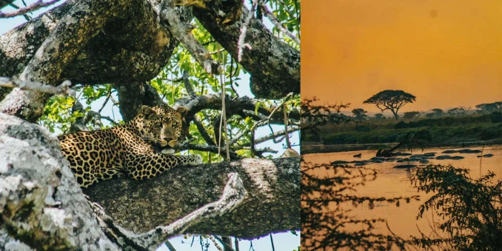 Leopard on tree in Serengeti