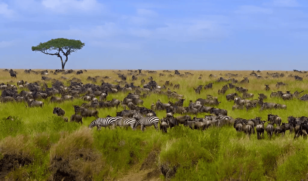 Zebras and Zeros