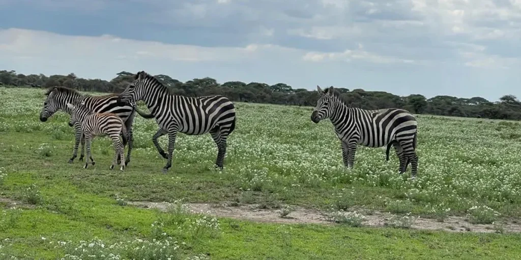 Zebras_in_pitch_green